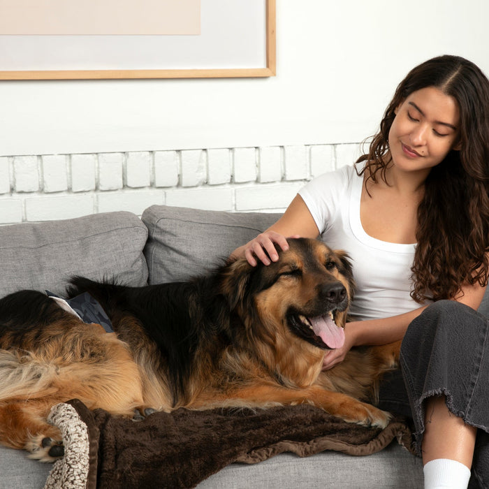 DiPees™ + Odor Control Disposable Belly Bands