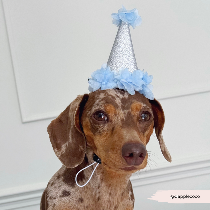 Brown dachshund wearing a blue Cocopup London dog party hat with blue flower pattern, sitting by a white wall.