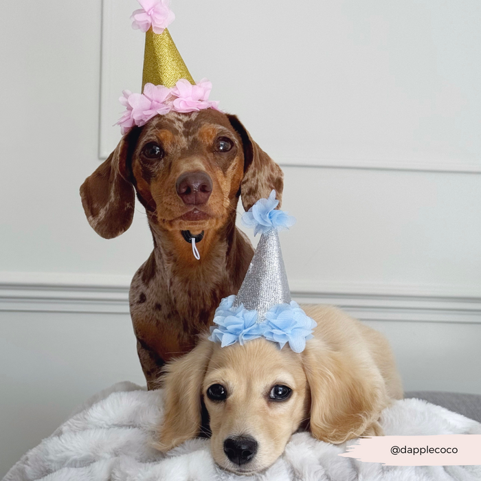 Two dogs wearing party hats, one in a pink Cocopup London hat, sit on a blanket against a white background.