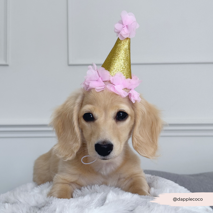 Tan puppy wearing a pink Cocopup London dog party hat sits on a fluffy white blanket.