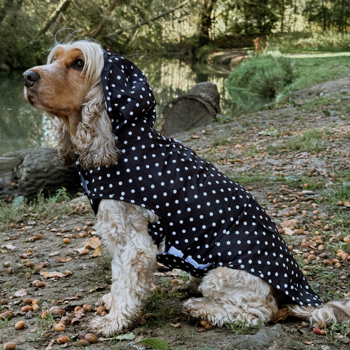 Dog wears a black polka dot raincoat by Cocopup London, sitting by a pond on a woodland path with trees around.