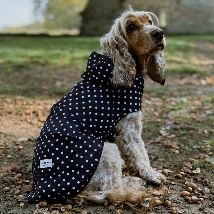 Cocker spaniel in a black polka dot dog raincoat sitting on a leaf-covered outdoor path.