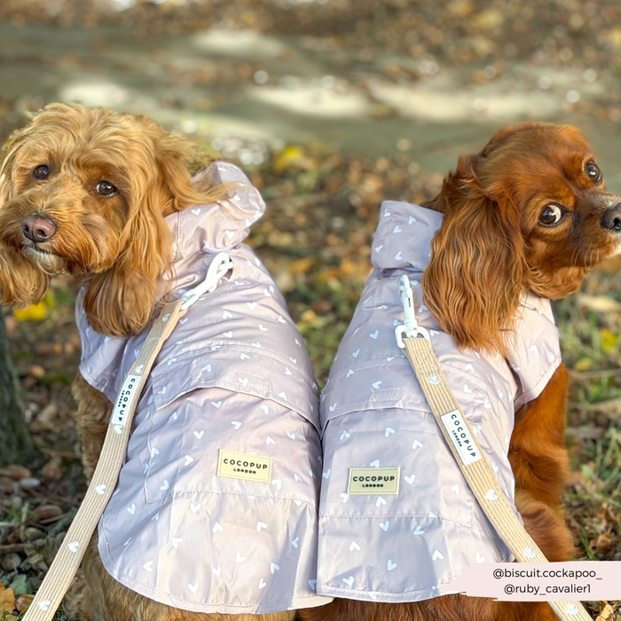 Two brown dogs wearing chai hearts print raincoats sit on grass and leaves, facing the camera.