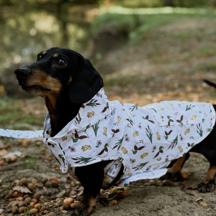 Dachshund wears a shiny yellow Cocopup London Puddle Pup dog raincoat with leash, standing on a dirt path.