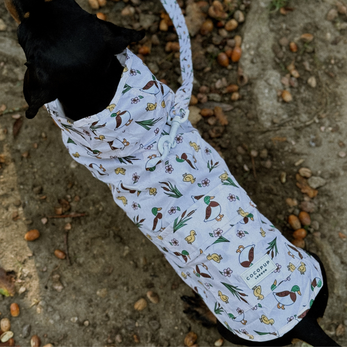 Black dachshund wearing a yellow Cocopup London raincoat with duck print and a white leash.