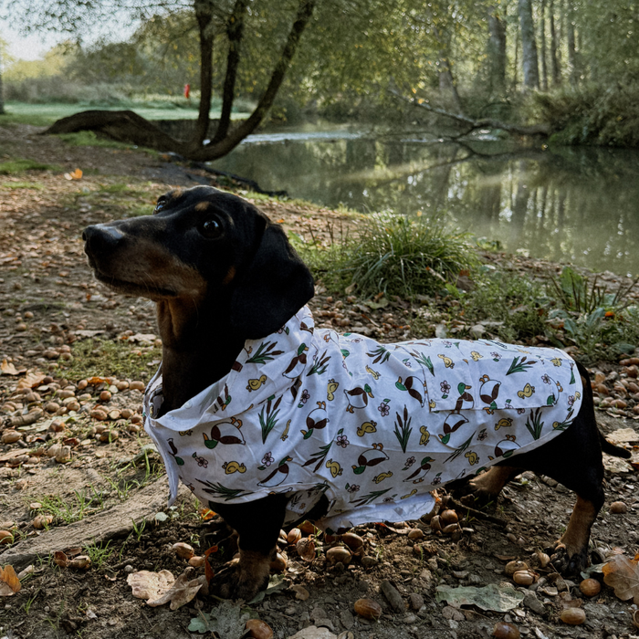 Dachshund wearing a Cocopup London Puddle Pup raincoat stands beside a riverbank in autumn leaves.