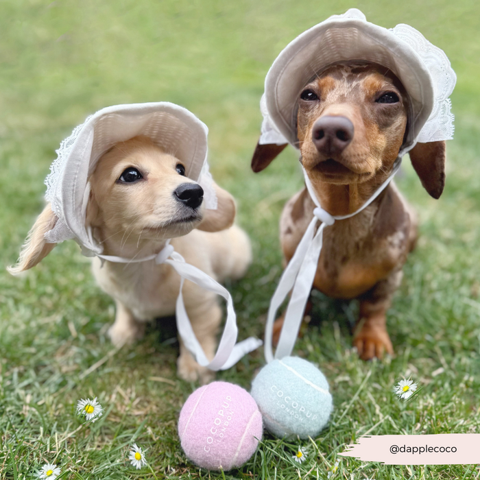 Two dachshunds wear Cocopup London straw sun hats with lace trim, sitting on grass near pink and blue tennis balls and daisies.