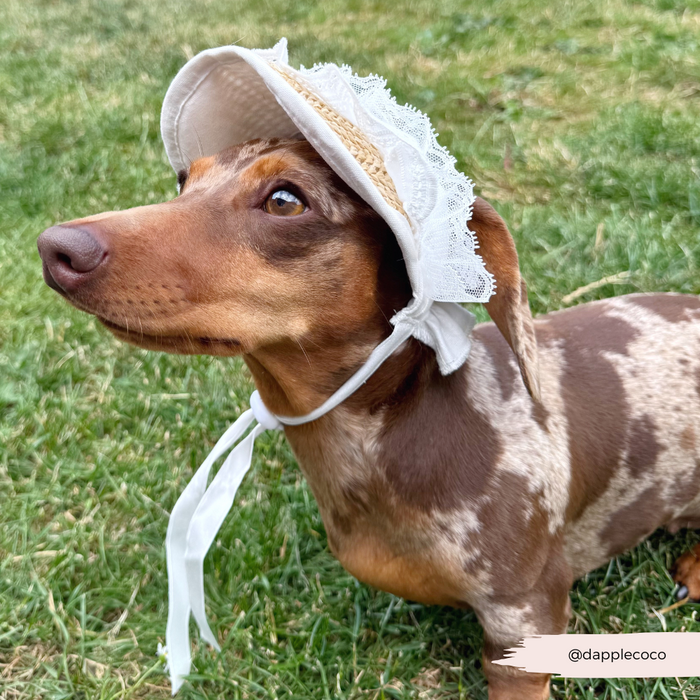 Dachshund wearing a Cocopup London straw sun hat with lace trim, sitting on green grass.