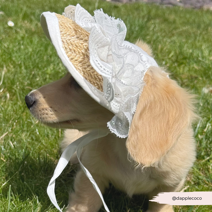 Golden retriever puppy wearing Cocopup London straw sun hat with white lace trim, sitting on green grass in sunlight.