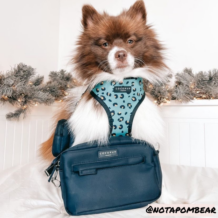Brown and white dog in teal harness beside black Cocopup London Dog Walking Bag; holiday garland in background.