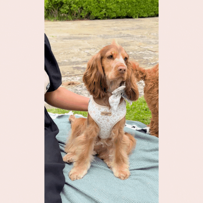 Brown dog in harness and bow sits beside person with beige Cocopup London Luxe Dog Walking Bag Bundle.
