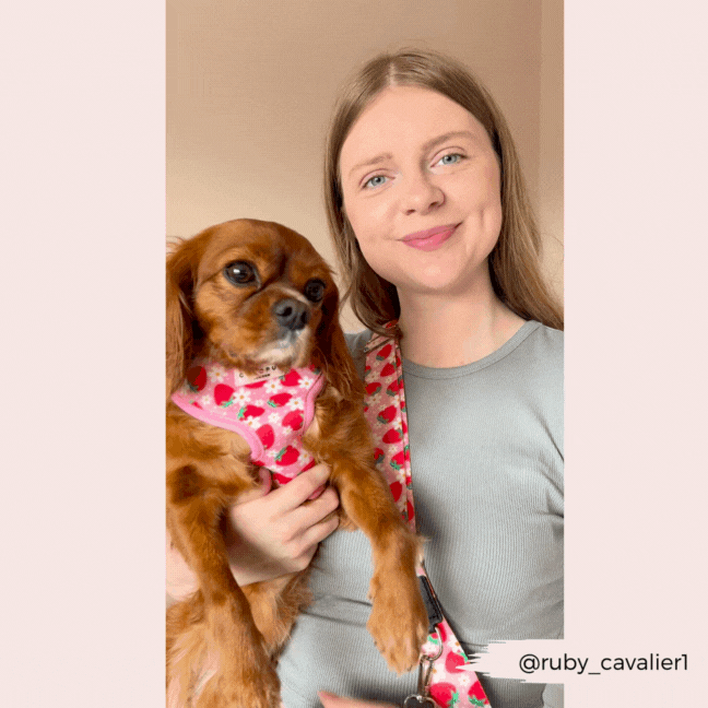 Woman smiling with her brown Cavalier Spaniel in a pink strawberry-patterned Cocopup Pupberry Fields bandana.