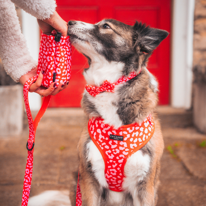 Dog in red and white harness sniffs leash; owner holds Cocopup London treat pouch in red and pink leopard print.