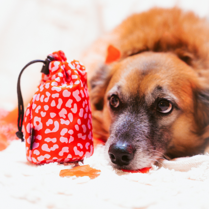 Brown dog beside a red and pink leopard print Cocopup London drawstring treat pouch on a light surface with orange leaves.