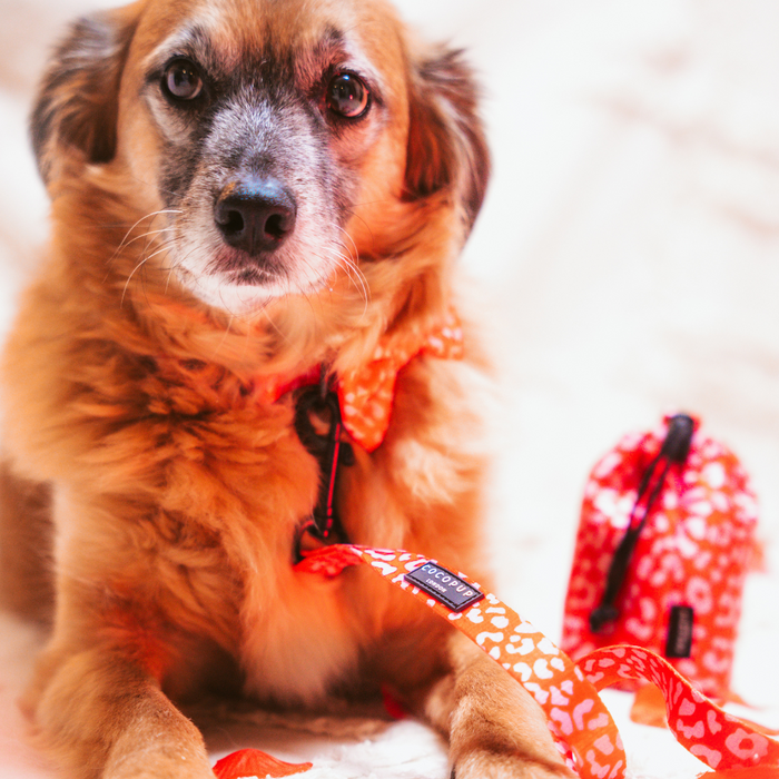 Brown dog lying down with red and pink leopard Cocopup London treat pouch and matching leash.