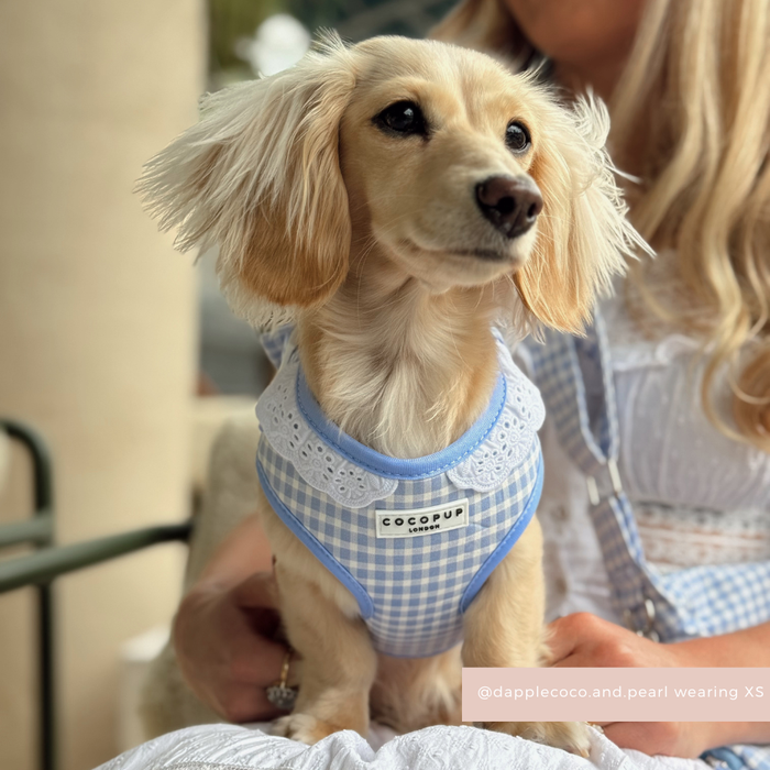 English Blue Adjustable Neck HARNESS