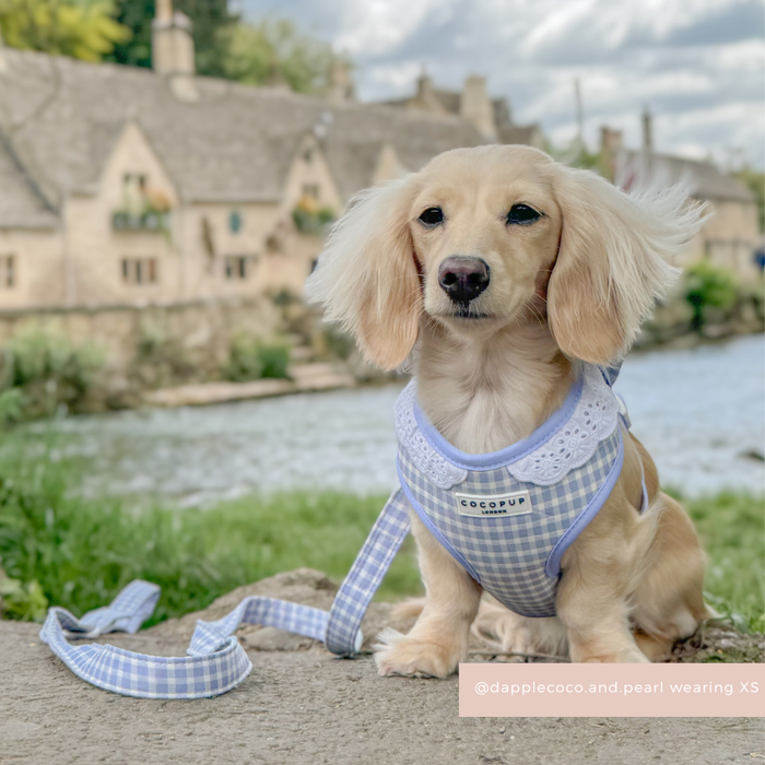 English Blue Adjustable Neck HARNESS