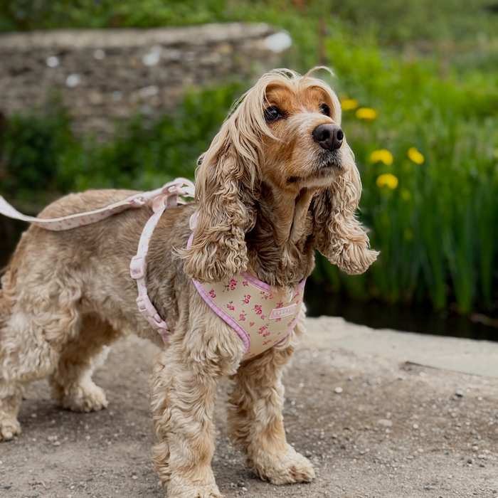 English Rose Adjustable Neck HARNESS