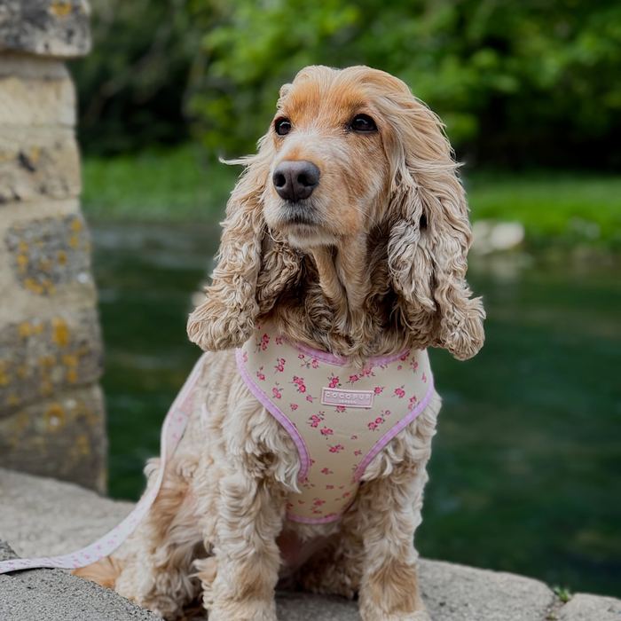 English Rose Adjustable Neck HARNESS