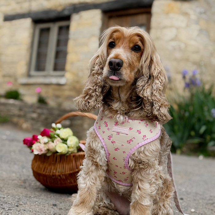 English Rose Adjustable Neck HARNESS