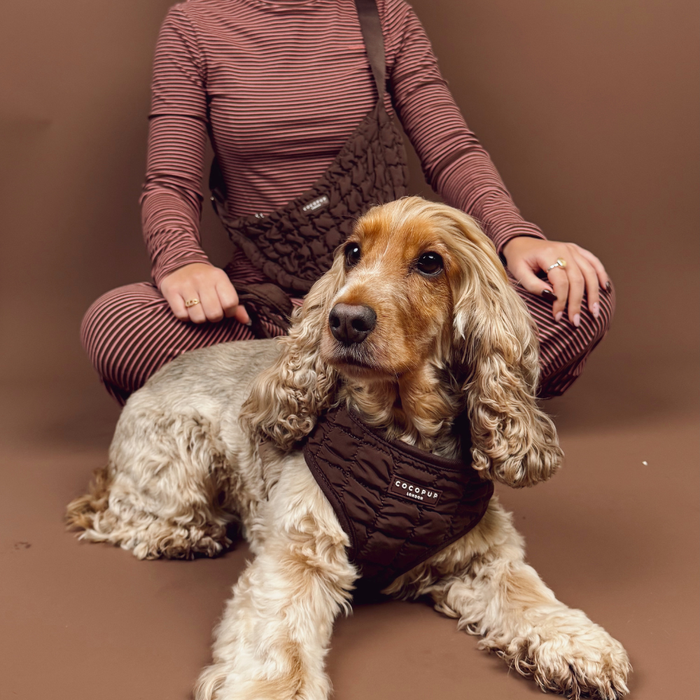 Cocker Spaniel in a brown quilted harness sits in front of a woman wearing striped clothes, seated cross-legged.