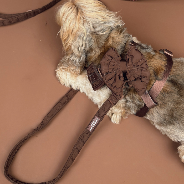 Small dog lying on brown surface, wearing a harness and bow with an espresso quilted Cocopup London lead attached.