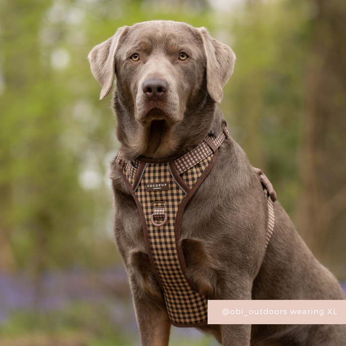 Large grey dog in a check-patterned Cocopup London Explore Harness stands outside with green foliage behind.
