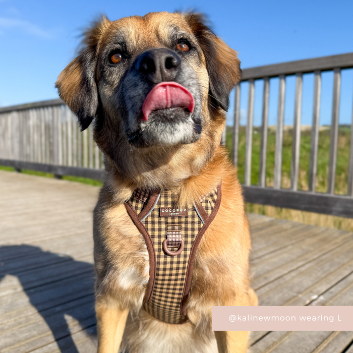 Brown dog on a boardwalk wearing a Cocopup London Cotswold Check harness, tongue out in the sun.