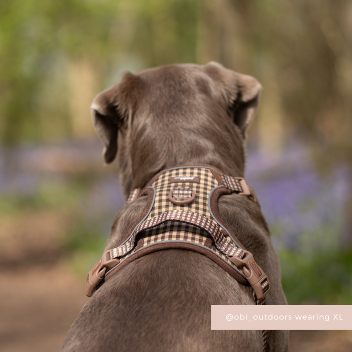 Dog facing away on a forest path, wearing a Cocopup London Explore Harness in beige plaid Cotswold Check pattern.