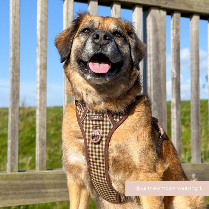 Brown dog wearing a Cocopup London Explore Harness in Cotswold Check sits by a wooden fence on a sunny day.