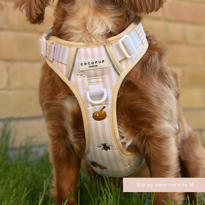 Brown dog wearing a Cocopup London Explore Harness in Honey Meadow (M) sits on grass near a brick wall.