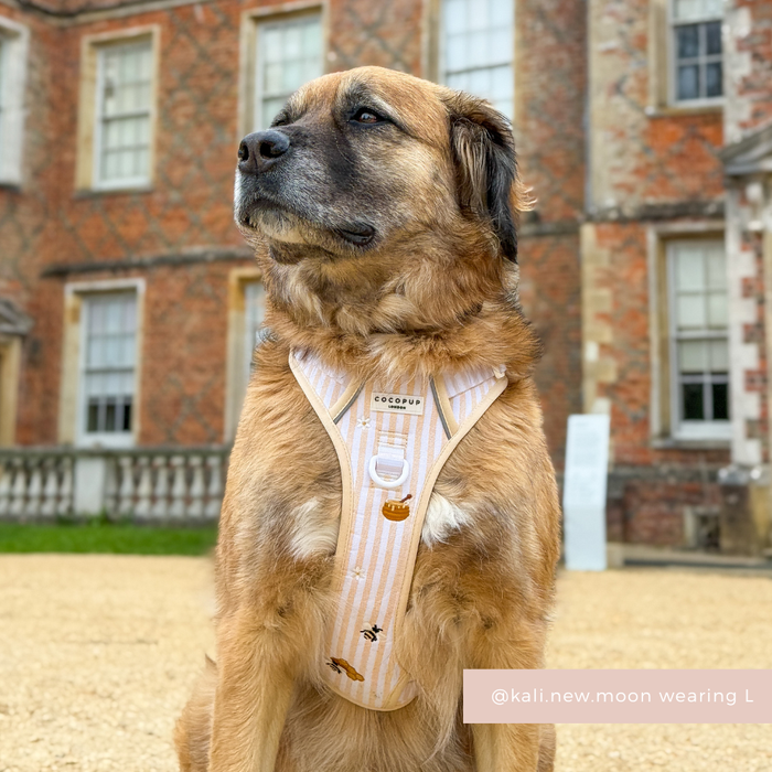 Large brown dog wearing a Cocopup London Explore Harness in Honey Meadow sits by a brick building, looking sideways.