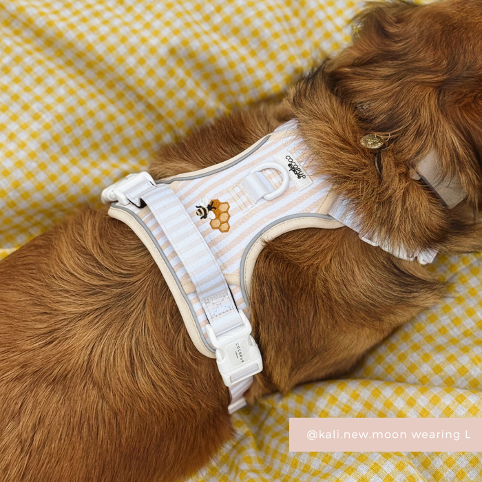 Dog in yellow gingham harness with bees and honeycombs, Cocopup London Explore Harness – Honey Meadow.