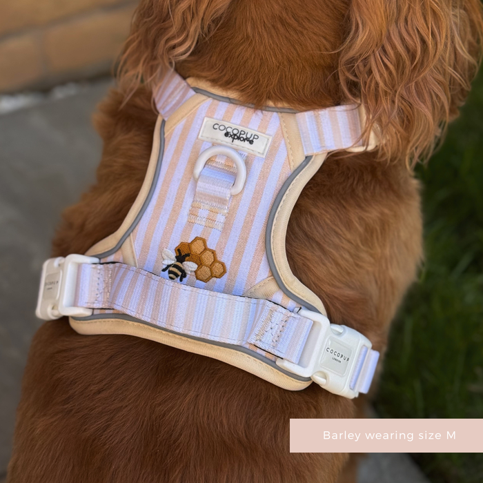 Brown dog in size M Cocopup London Explore Harness, Honey Meadow design with pastel stripes and bees.