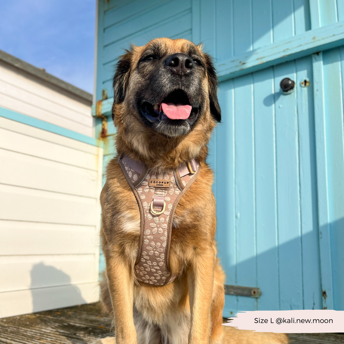 Dog wearing a mocha flower Cocopup London Explore Harness sits by blue wooden doors in sunlight.