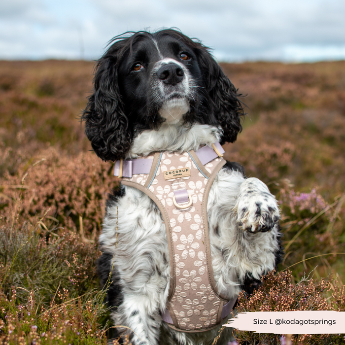Springer Spaniel wearing a mocha floral Cocopup London Explore Harness, size L, sitting on heather moorland.