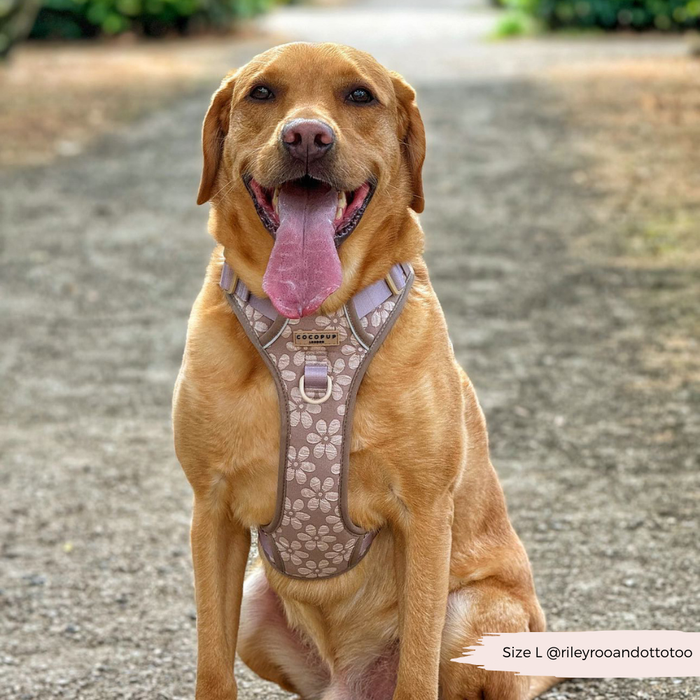 Brown dog with tongue out sits on a path, wearing a mocha floral Cocopup London harness.