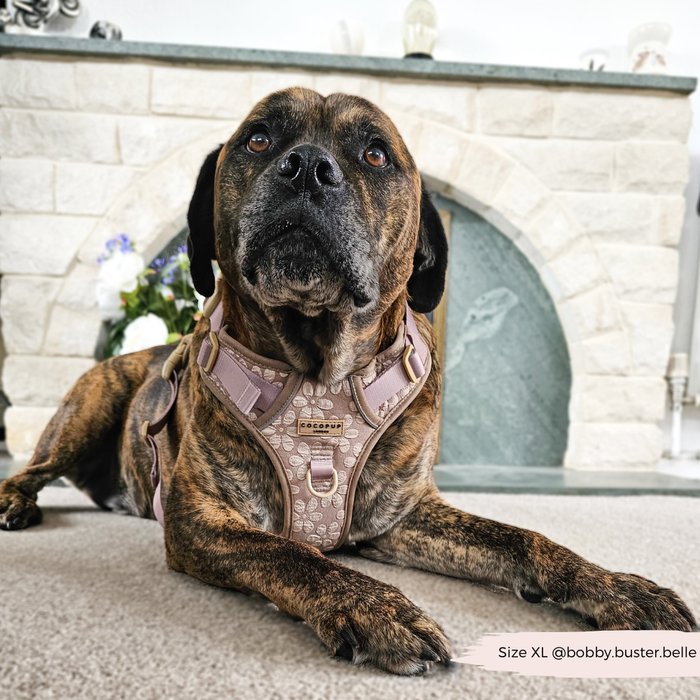 Brown dog wearing a mocha floral Cocopup London Explore Harness lying on a carpet near a stone fireplace.