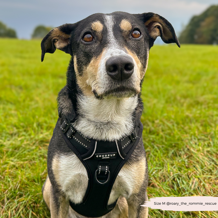 Dog wearing a black Cocopup London Explore Harness sits on grass with blurry fields and trees in the background.