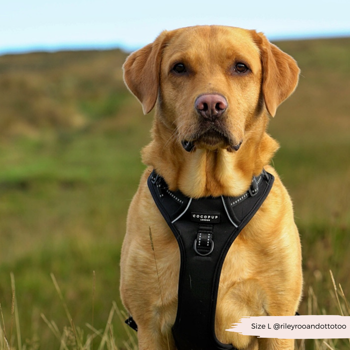 Golden Labrador wearing a black Cocopup London Explore Harness, sitting on green grass.
