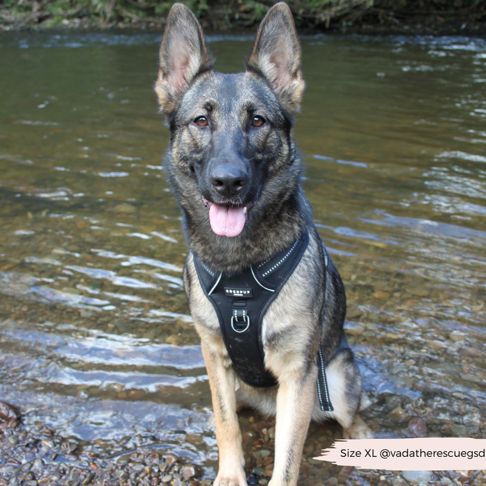 German Shepherd in a shallow river wearing a black Cocopup London Explore Harness.