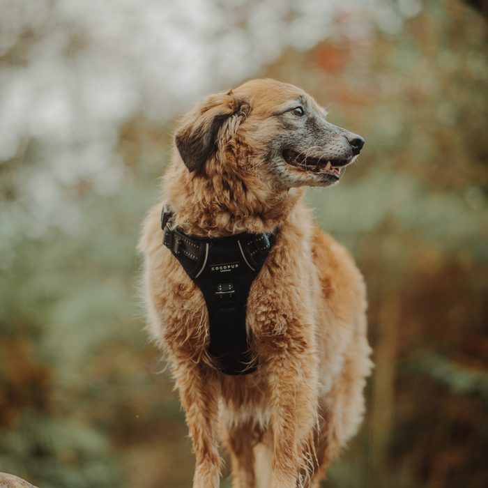 Brown dog outdoors wearing a black Cocopup London Explore Harness, blurred greenery in the background.