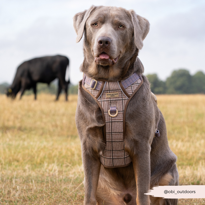 Gray dog wearing a Cocopup London plaid harness sits on grass with a cow grazing in the background.