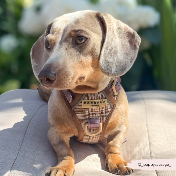 Dachshund in a plaid Cocopup London Explore Harness sits on an outdoor cushion, looking to the side.