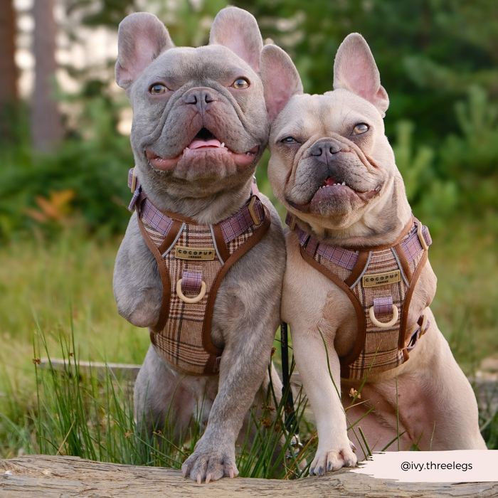 Two French Bulldogs on grass wear matching plaid Cocopup London Explore harnesses, both facing the camera.