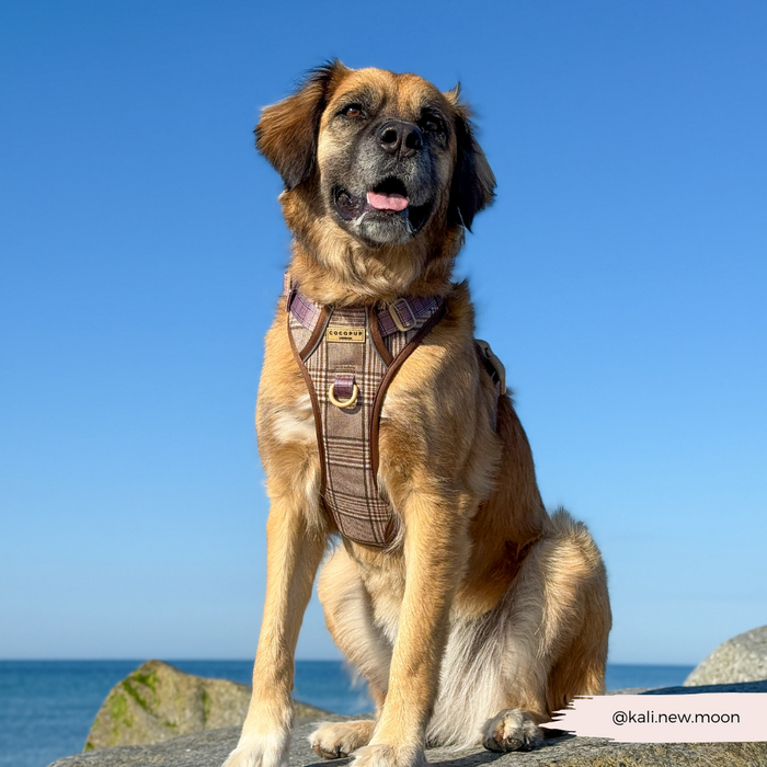 Brown dog wearing a Cocopup London plaid harness sits on seaside rocks under a clear blue sky.