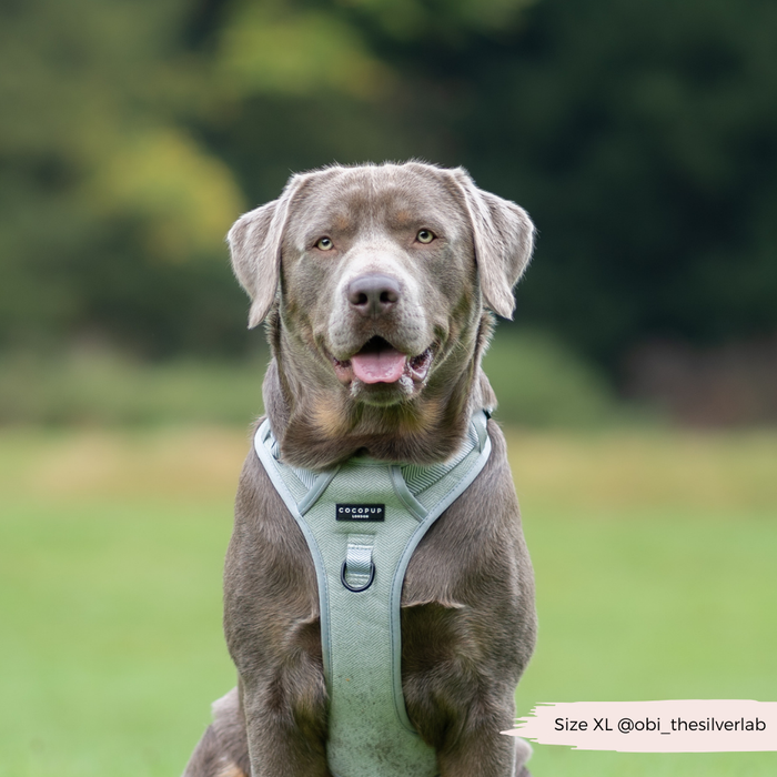 Silver Labrador wearing a sage tweed Cocopup London Explore Harness (XL) standing on grass. @obi_thesilverlab text visible.