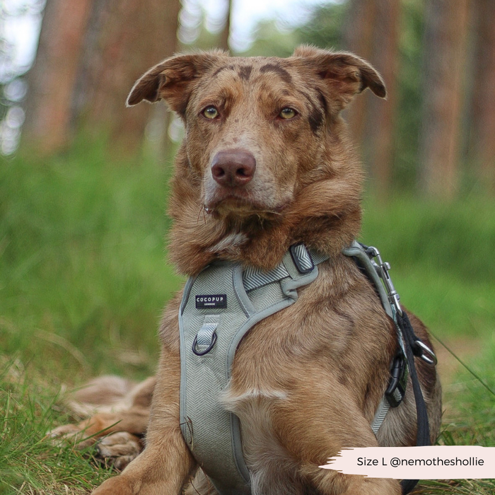 Brown dog with light eyes wearing a sage tweed Cocopup London Explore Harness, sitting on grass.