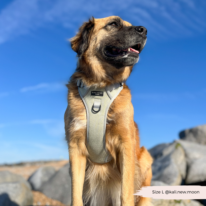 Brown dog wearing a sage tweed Cocopup London Explore Harness sits on rocks outdoors beneath a clear blue sky.