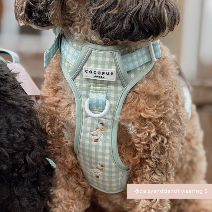 Dog wearing Cocopup London Explore Harness in Silly Goose design with bee embroidery and Cocopup London label.